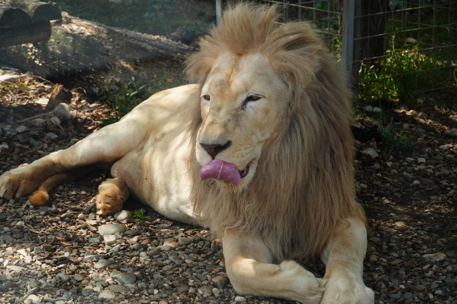 动物园大狮子休憩图片