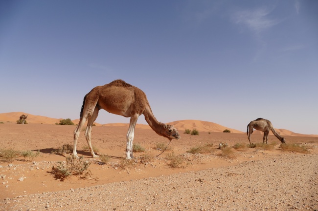 沙漠瘦小骆驼图片
