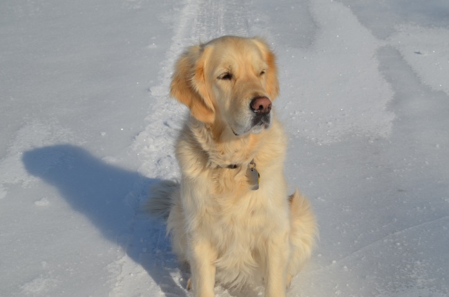 雪地上金毛寻回犬图片