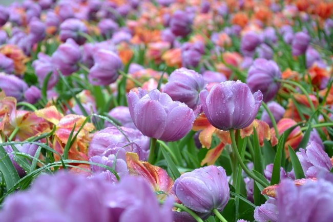 紫色郁金香花海摄影图片