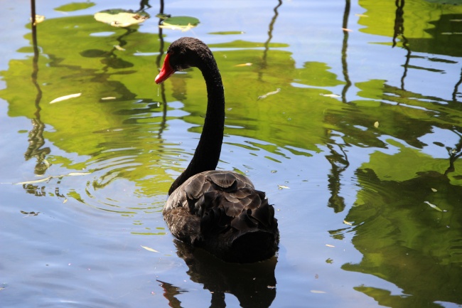 池塘黑天鹅图片