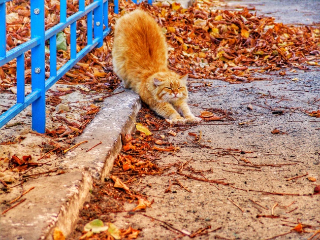 橘色猫咪伸懒腰图片