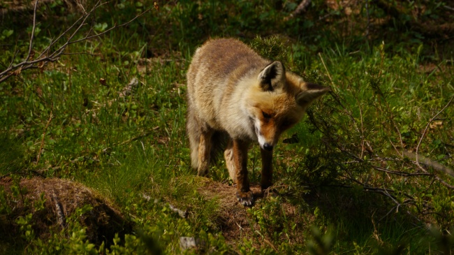 深山小狐貍圖片