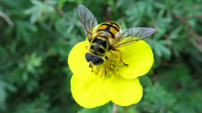 黄色花朵上的蜜蜂图片