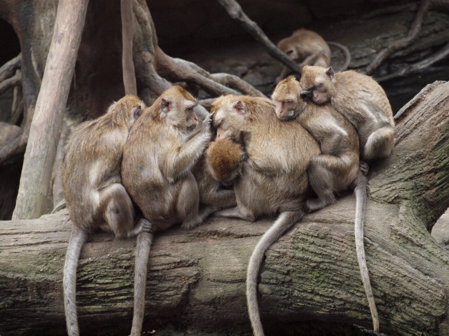 一群猴子睡觉图片