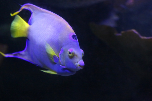 水族馆紫色鱼图片