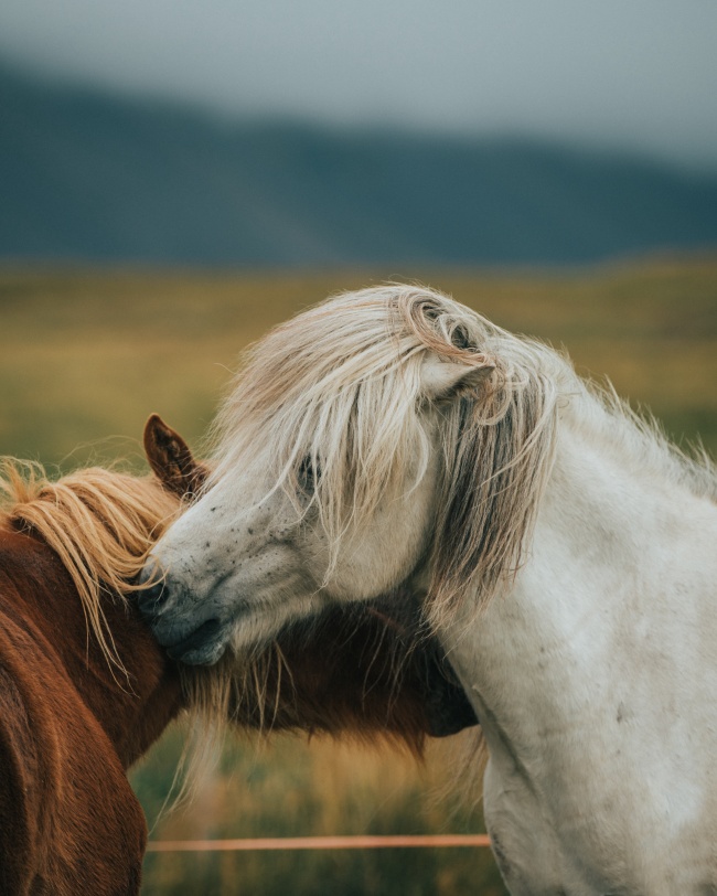 兩匹馬親昵的圖片