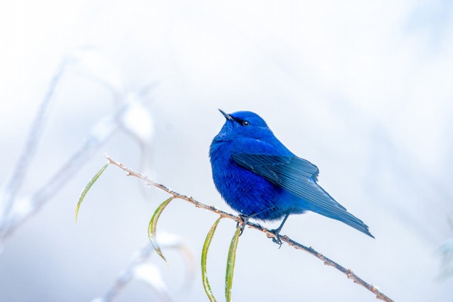 漂亮蓝色小鸟图片