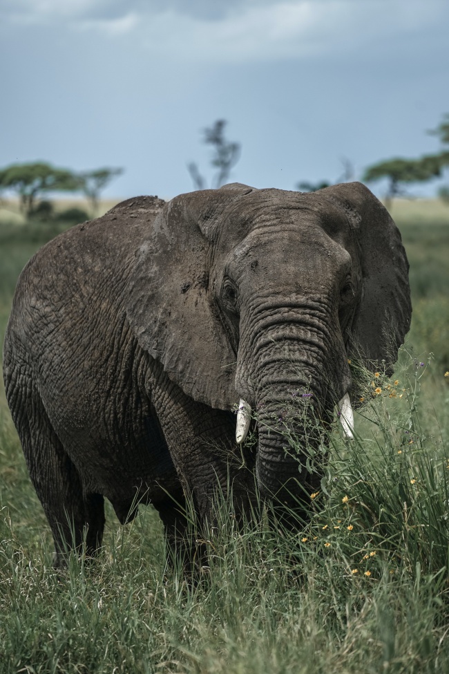 保护野生大象图片