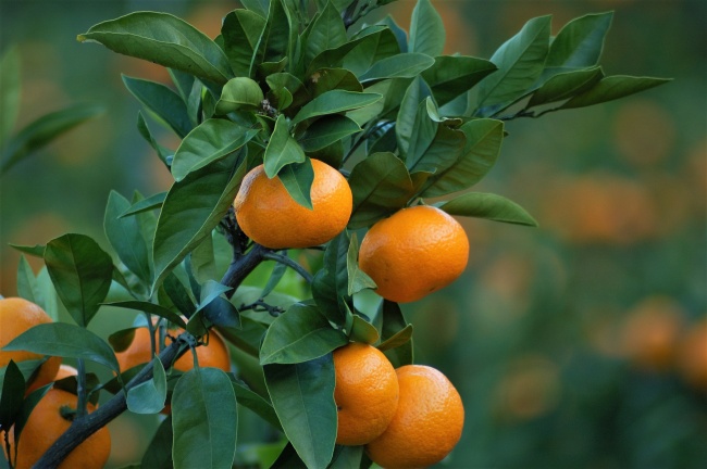 橘子树新鲜橘子图片