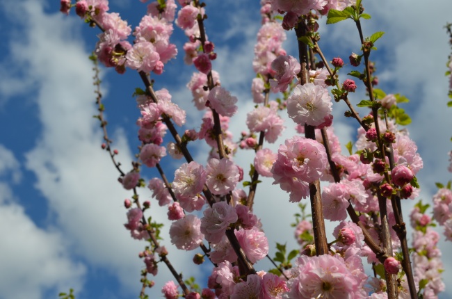 蓝天下粉色樱花图片