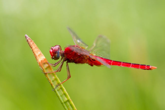 大红色蜻蜓图片