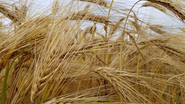 成熟小麦麦穗图片