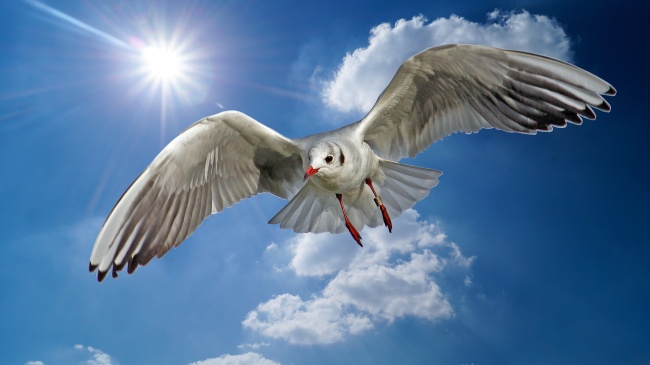 高空海鸥展翅图片