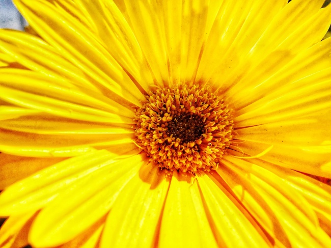 黄花朵花蕊特写图片