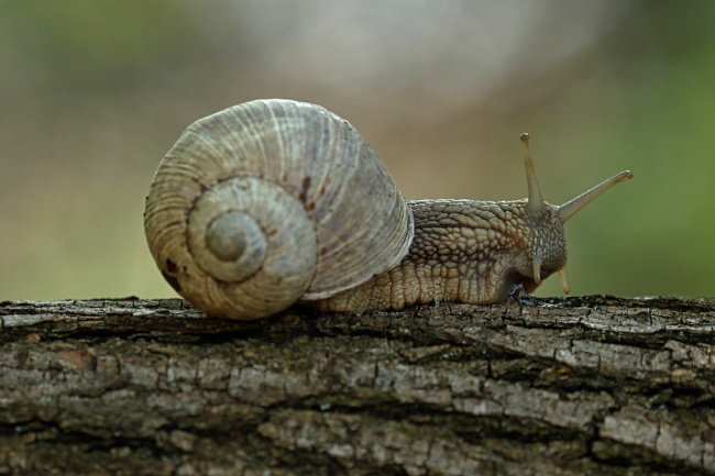 一只蜗牛爬行图片