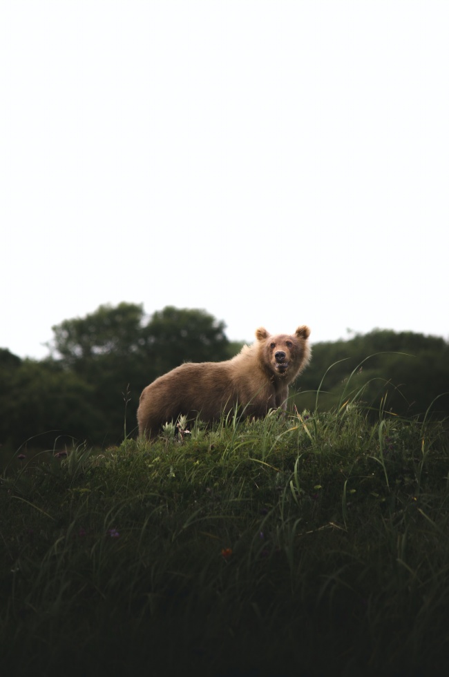 野生棕色大狗熊图片