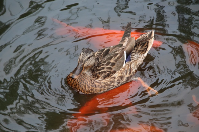池塘家养麻鸭图片