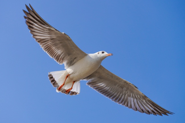海鸥展翅飞翔图片