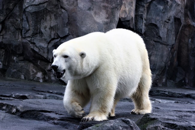 一只北极熊在岩石上行走图片