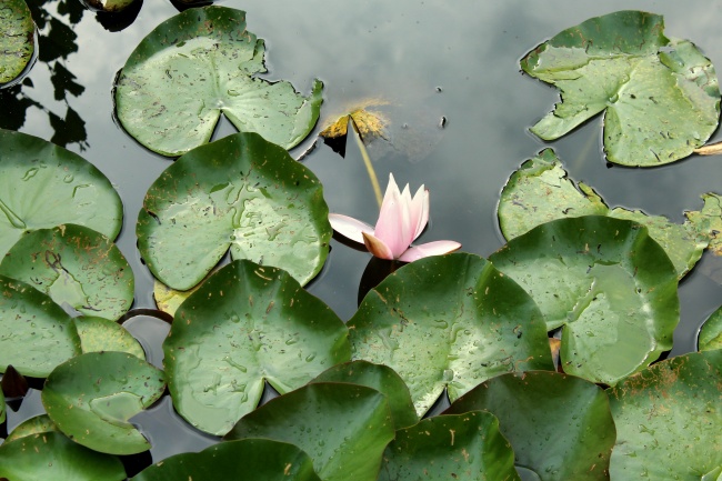 池塘睡莲叶子图片