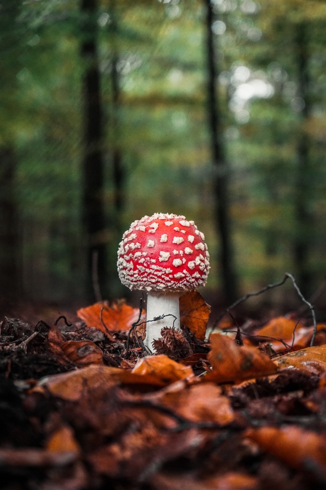 樹林野生蘑菇圖片