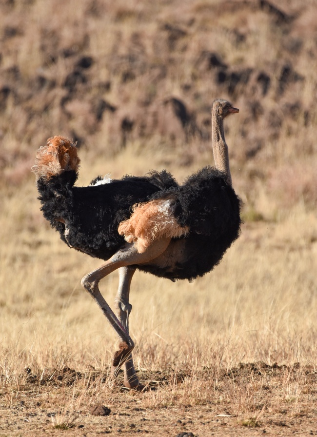 非洲黑颈鸵鸟图片
