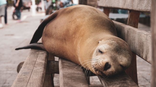 在木凳上休息的海狮图片