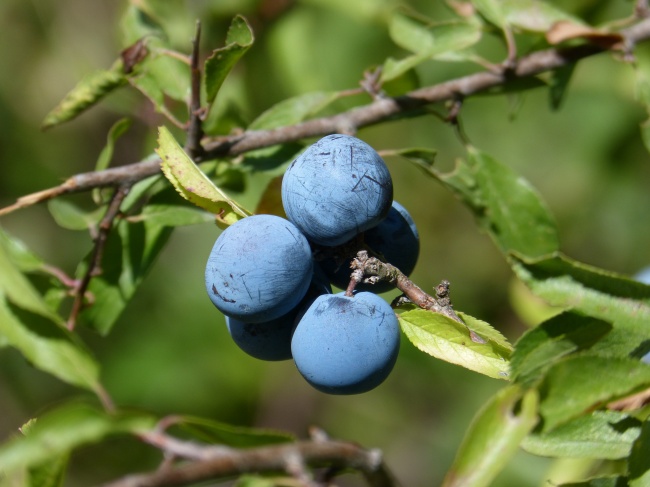 蓝莓浆果摄影图片