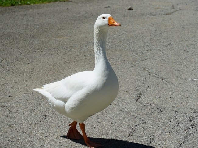 一只白色鸭子图片