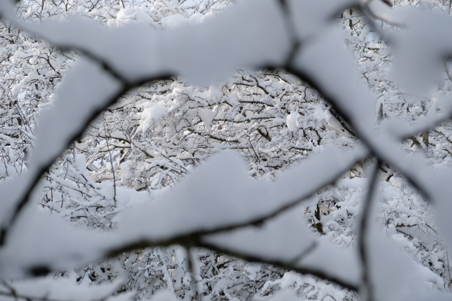 冬季树木雪景摄影图片