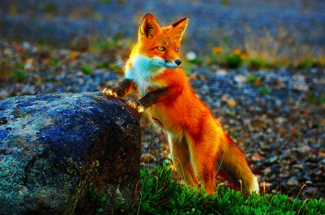 野生红狐狸摄影图