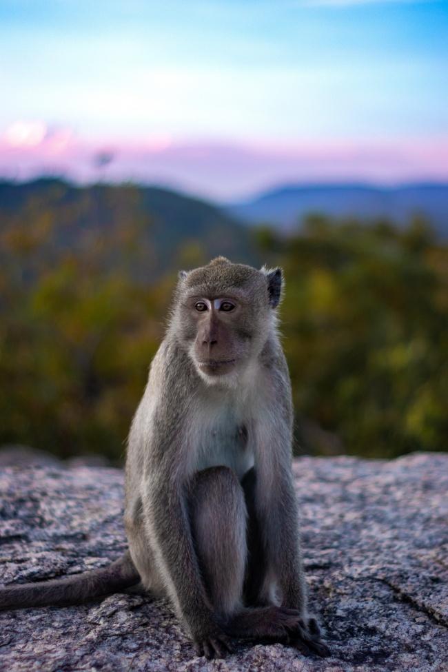 一只孤独猴子的图片