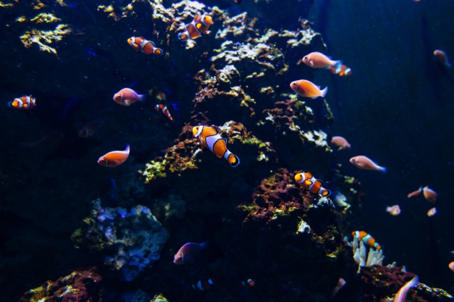 海底红金鱼图片