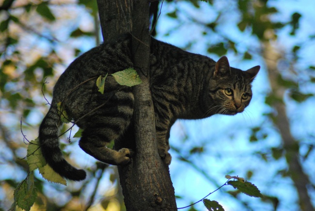 爬树的小猫图片