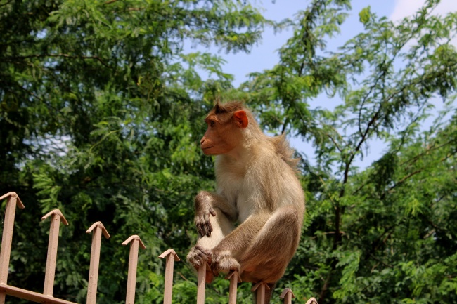 栏杆上的猴子图片