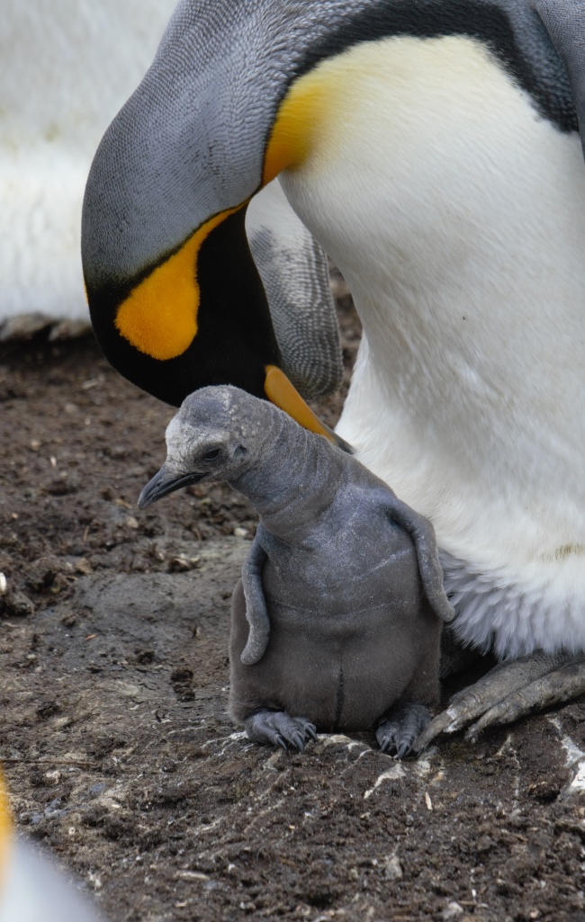 刚出生的小企鹅图片