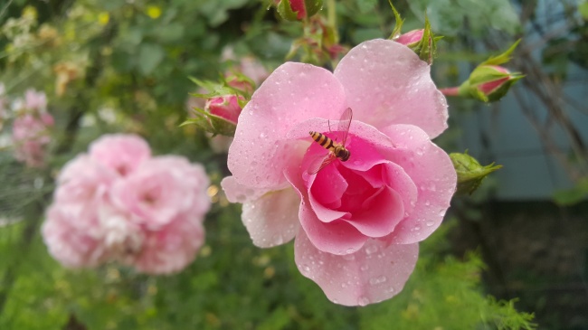 盛开雨后粉玫瑰图片
