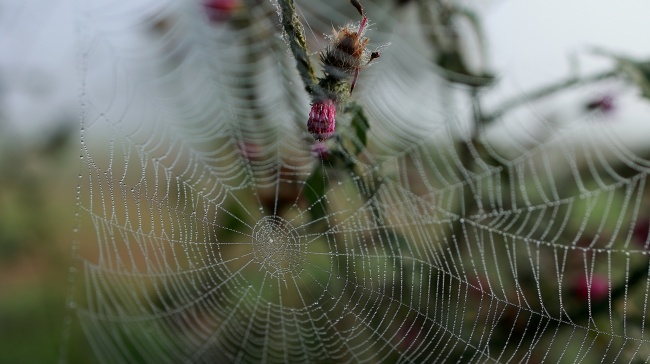 雨后水滴蜘蛛网图片