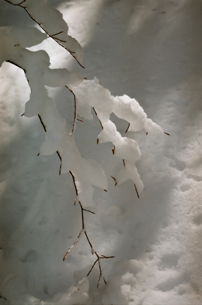 结冰的树枝图片