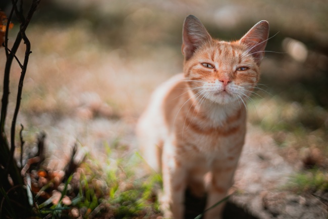 可爱橘色田园猫图片