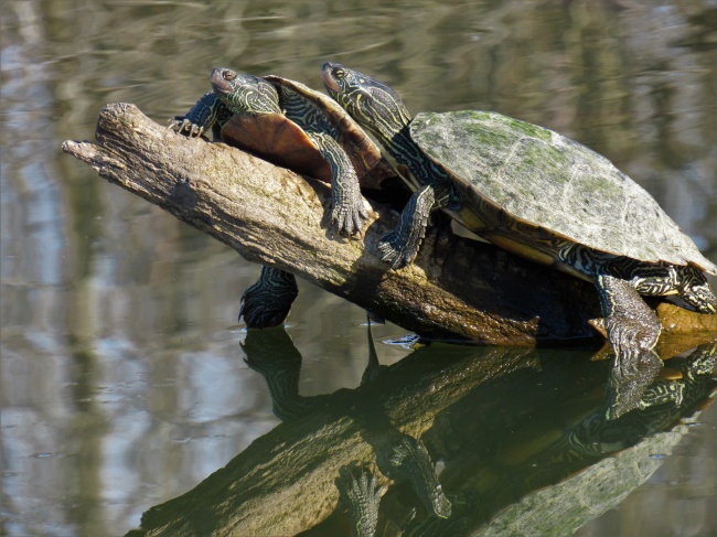 两只小乌龟休憩图片
