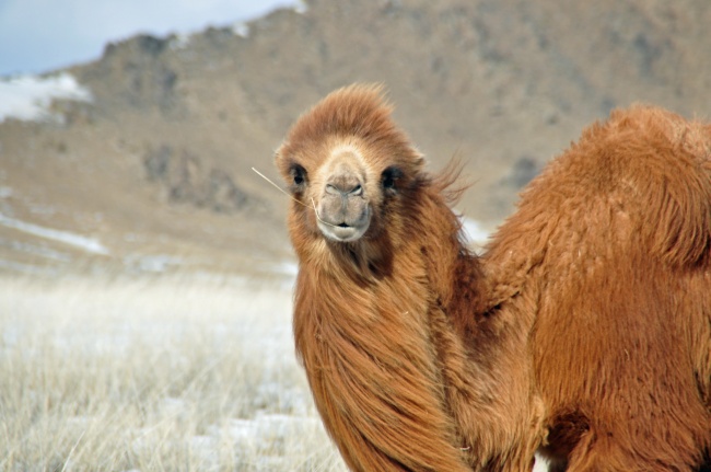 棕色沙漠骆驼图片