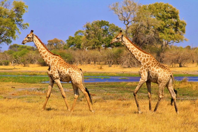 草原上野生长颈鹿图片