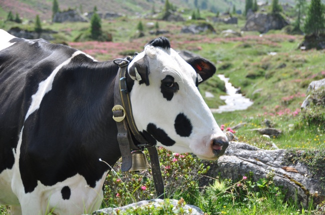 黑白奶牛放牧图片