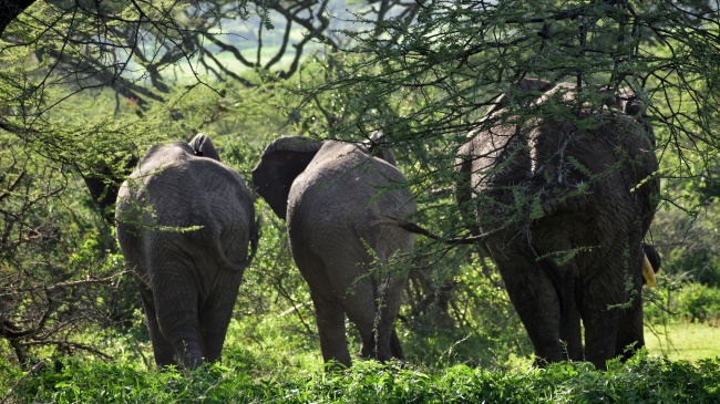 非洲丛林野生大象图片