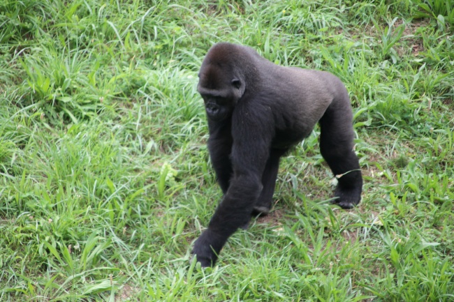 草地黑猩猩图片