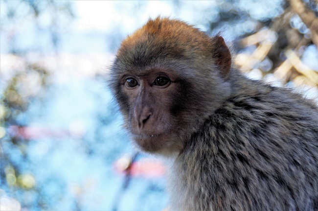 巴巴里猕猴摄影图片