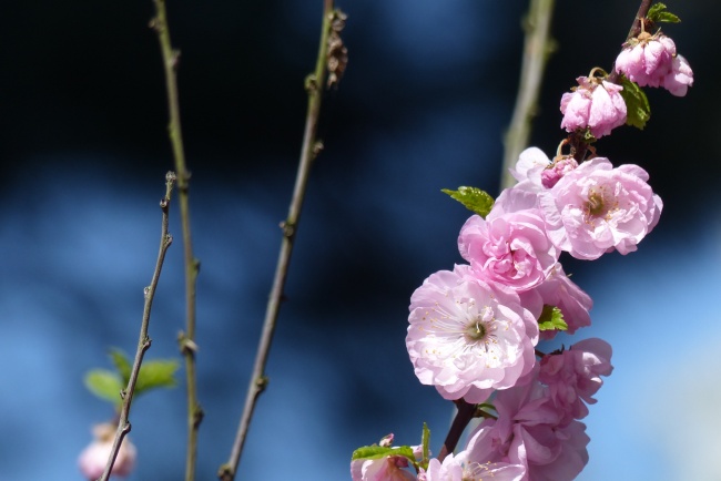 春天樱花摄影图片