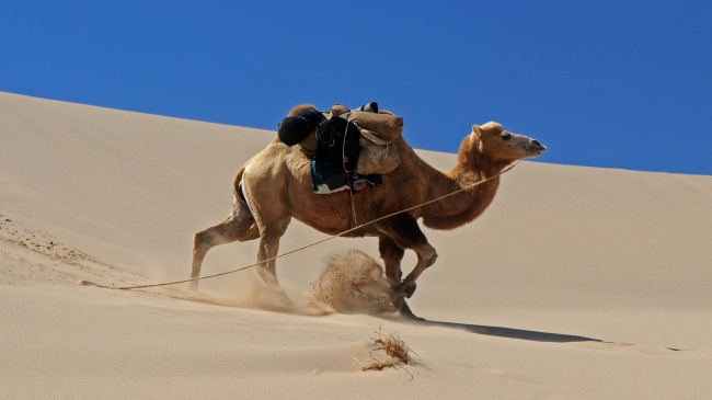 戈壁滩骆驼图片